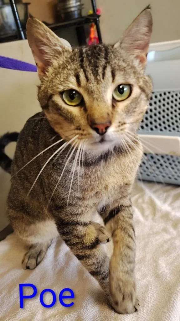 A baby small-sized male Domestic Short Hair cat named Poe for adoption in Mena, AR