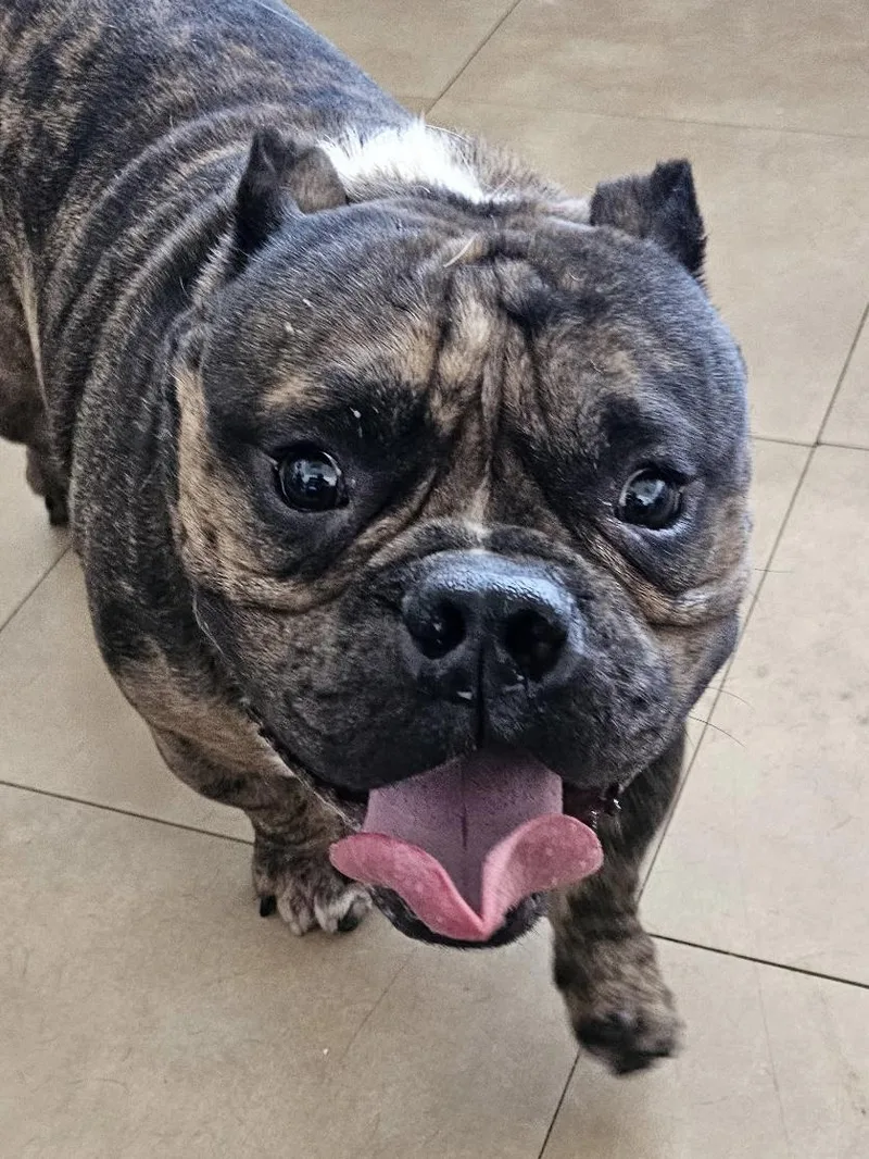 An adult medium-sized male English Bulldog dog named Gordo for adoption in Joliet, IL