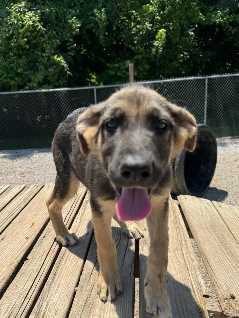A young medium-sized female Shepherd dog named Amara for adoption in Batesville, AR