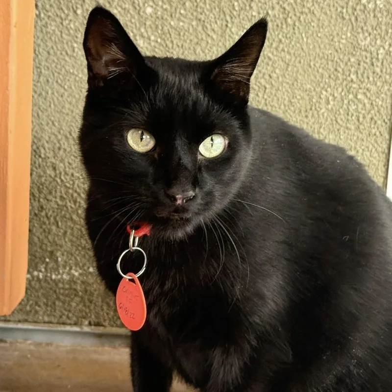 An adult small-sized female Black Domestic Short Hair cat named Onigiri for adoption in Tucson, AZ