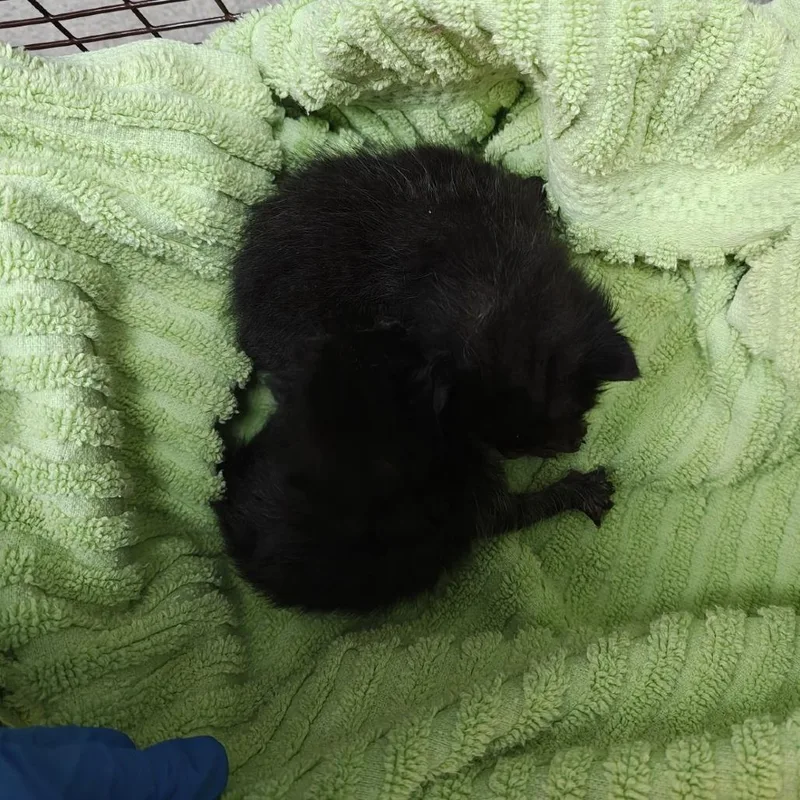 A baby small-sized female Black Domestic Short Hair cat named Yarn Ball for adoption in Austin, TX