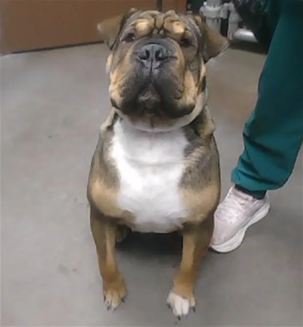 A young large-sized male Shar-Pei dog named Downey for adoption in Phoenix, AZ