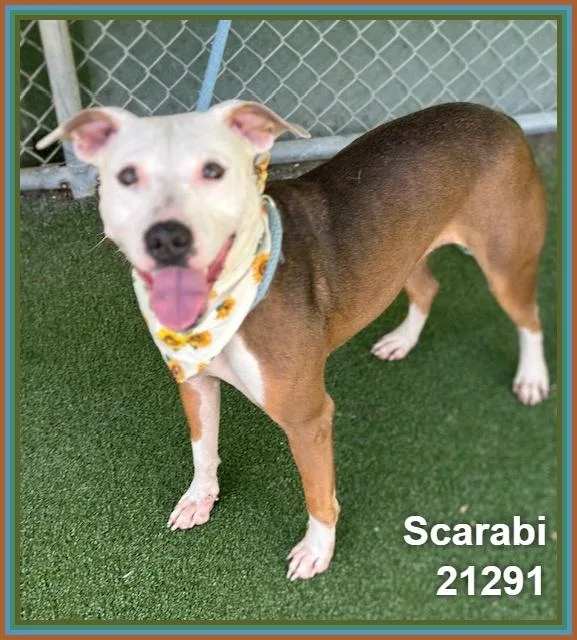 An adult medium-sized female Brown / Chocolate Pit Bull Terrier dog named Scarabi for adoption in Marietta, GA