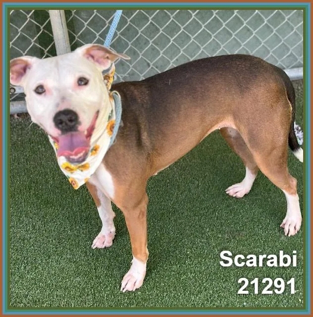 Scarabi thumbnail 2