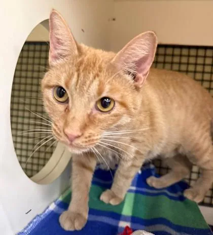 An adult large-sized female Orange / Red Domestic Short Hair cat named Clementine for adoption in Kansas City, MO