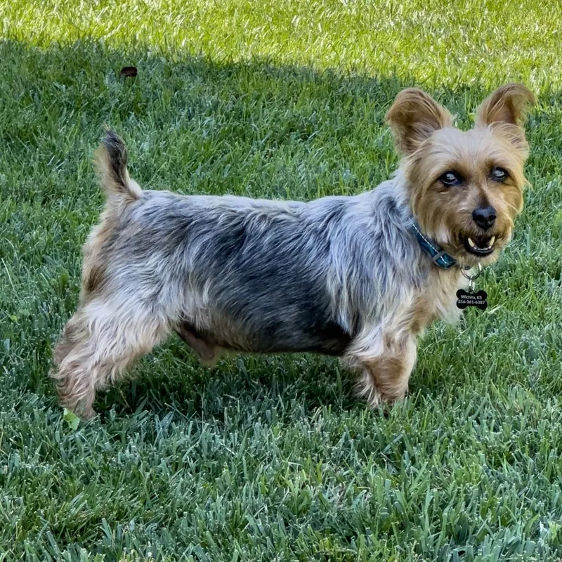 A senior small-sized male Yellow / Tan / Blond / Fawn Yorkshire Terrier dog named Pal for adoption in Wichita, KS