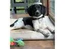 A baby large-sized female Coonhound dog named Poppy Seed for adoption in Leawood, KS