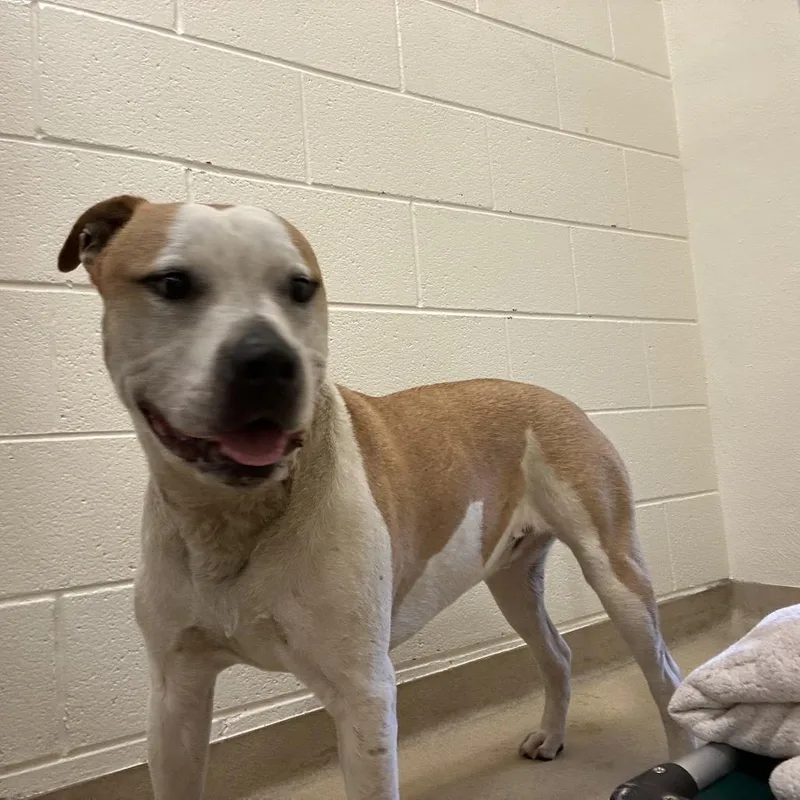 An adult large-sized male Yellow / Tan / Blond / Fawn Mixed Breed dog named Goku for adoption in Asheville, NC