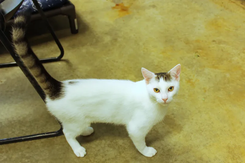 A young medium-sized male White Domestic Short Hair cat named Alfonso for adoption in Urbana, OH