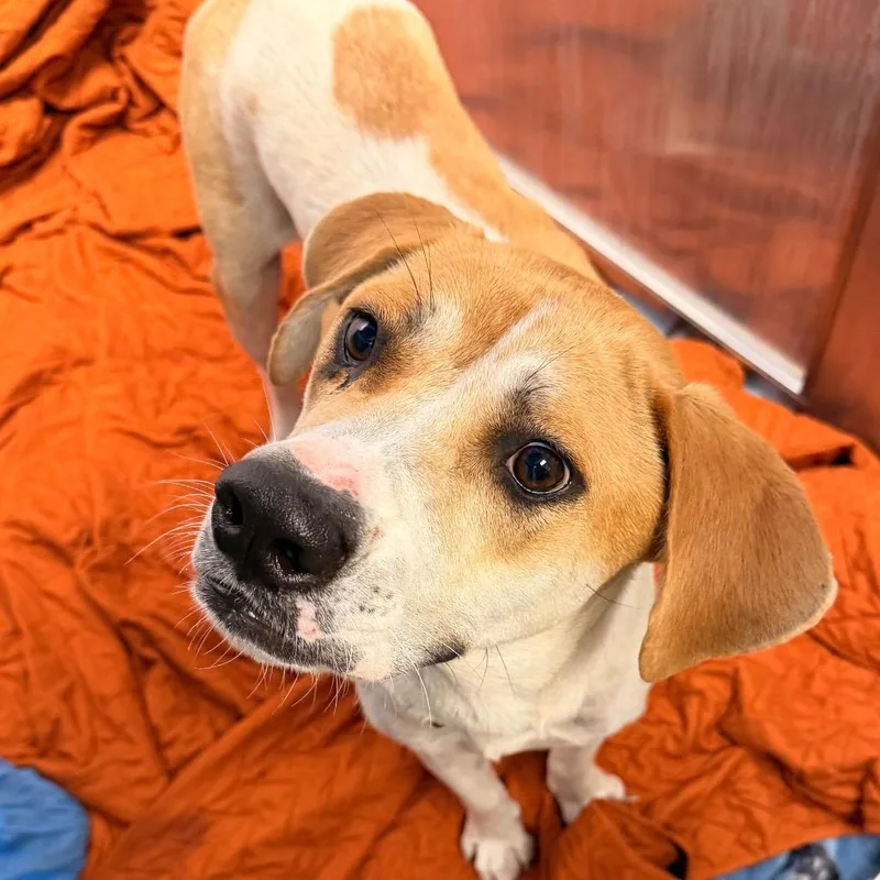 A young medium-sized female Brown / Chocolate Hound dog named Zara for adoption in West Palm Beach, FL