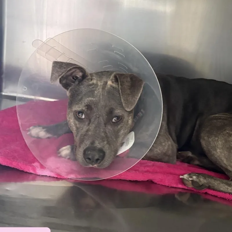 A young medium-sized female Brindle American Staffordshire Terrier dog named Joselyn for adoption in Tampa, FL