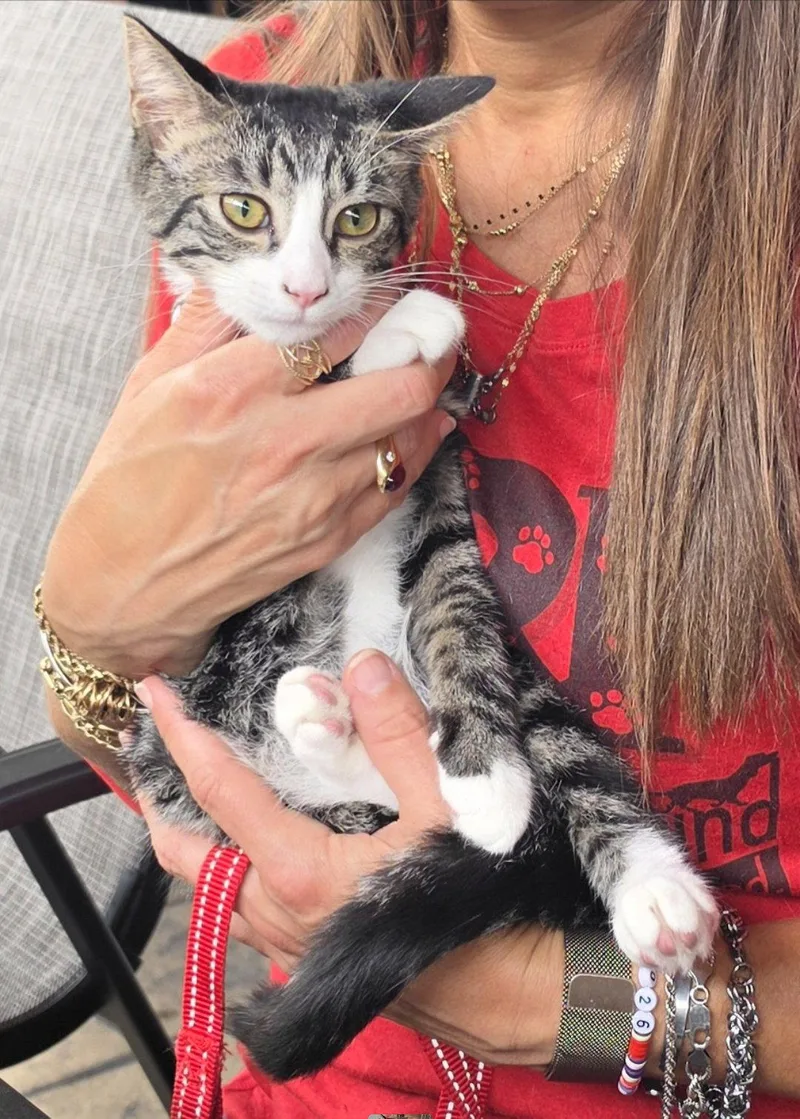 A young medium-sized male Domestic Short Hair cat named Snead for adoption in Hollywood, MD