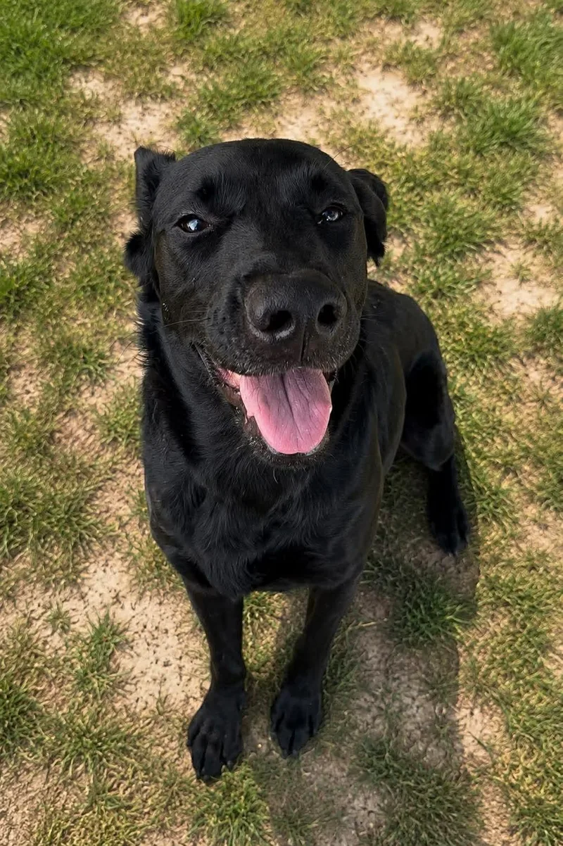 An adult large-sized female Labrador Retriever dog named Aura for adoption in Thomasville, NC