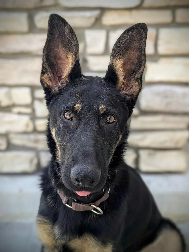 A baby large-sized male Brown / Chocolate German Shepherd Dog dog named Bodie for adoption