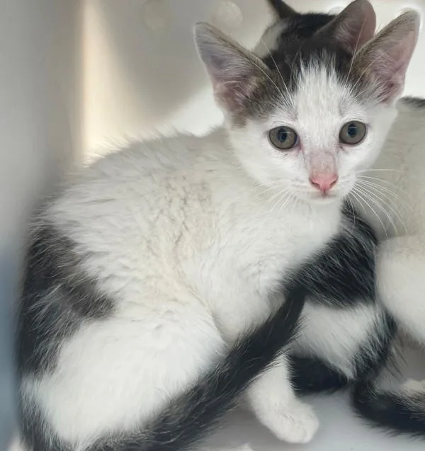 A baby small-sized male Domestic Short Hair cat named Bacon for adoption in Staten Island, NY