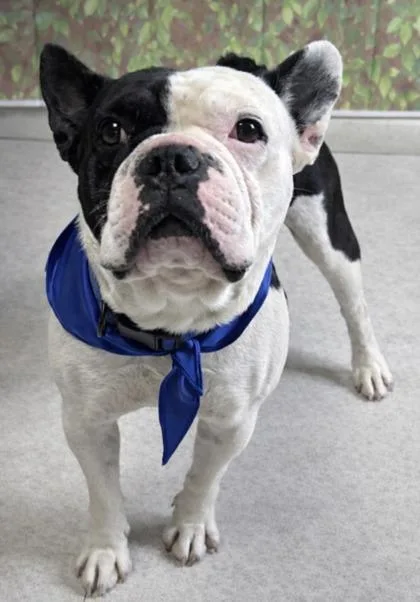 An adult medium-sized male American Bulldog dog named Shashimi for adoption in San Antonio, TX