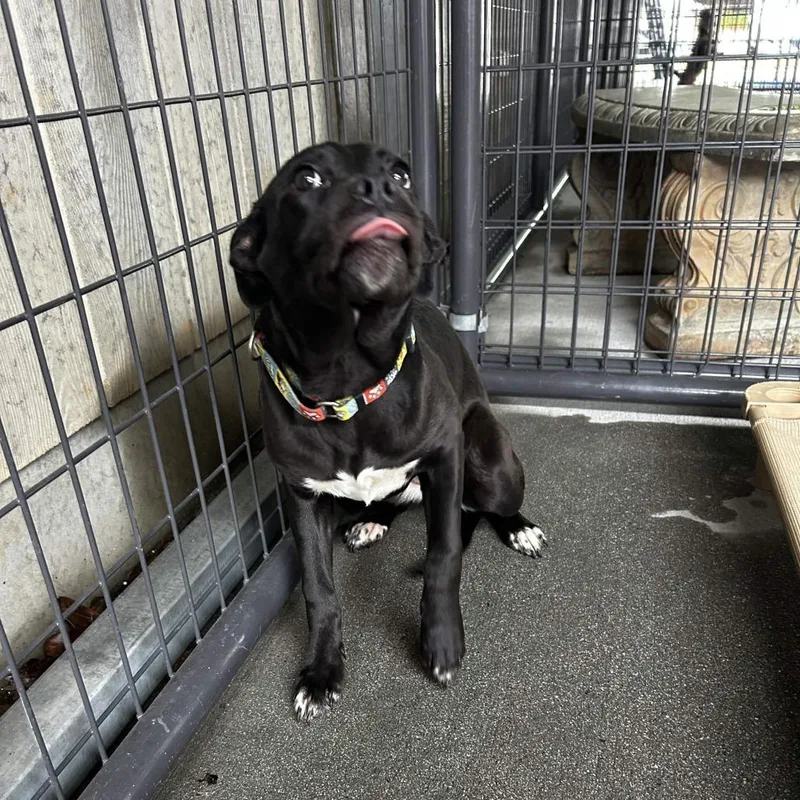 A young medium-sized female Black Retriever dog named Dorothy for adoption in Greenville, SC