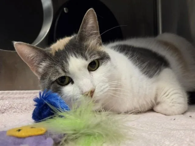 An adult large-sized female Domestic Short Hair cat named Callie for adoption in Martinez, CA