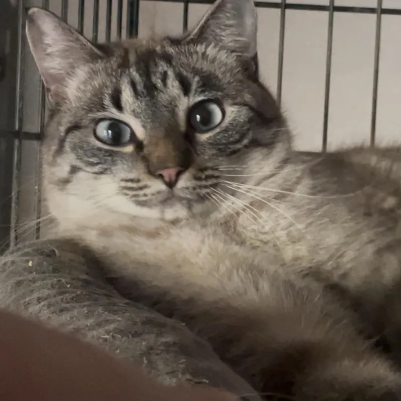 Cashmere thumbnail 2