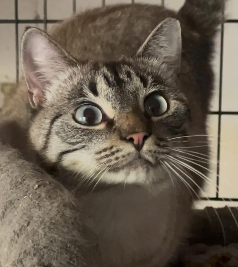 Cashmere thumbnail 3