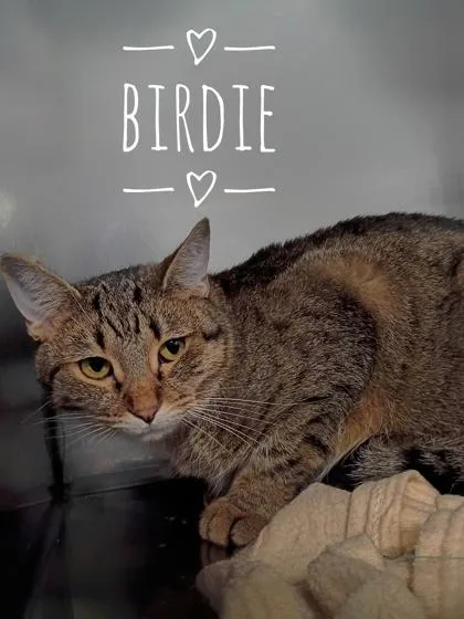 An adult medium-sized female Domestic Short Hair cat named Birdie for adoption in Rhinelander, WI