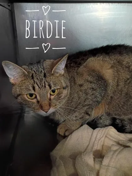 Birdie thumbnail 2
