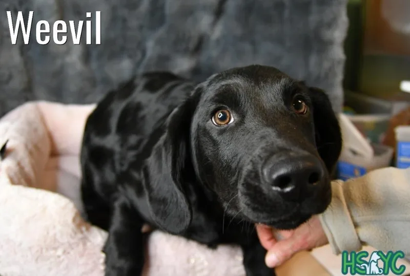 A baby medium-sized male Labrador Retriever dog named Weevil for adoption in Fort Mill, SC