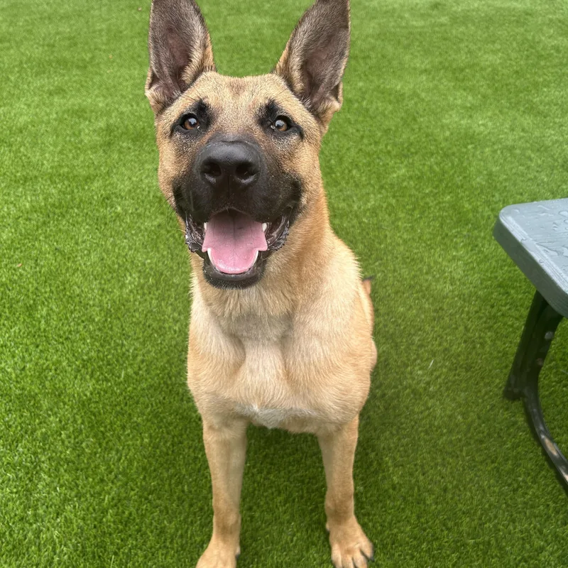 An adult large-sized male Yellow / Tan / Blond / Fawn German Shepherd Dog dog named Steve for adoption in Detroit, MI