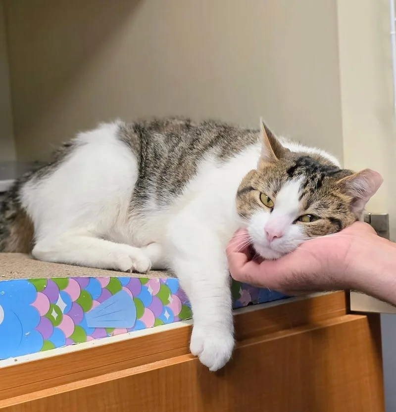 A young medium-sized male Domestic Short Hair cat named Fizzy for adoption in Bloomington, IN
