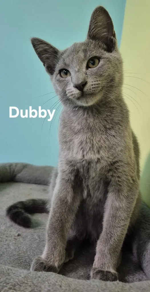 A baby medium-sized male Domestic Short Hair cat named Dubby for adoption in Kendallville, IN