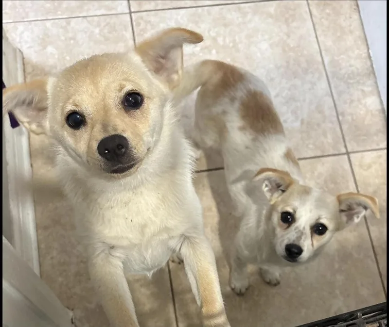 Frick And Frack thumbnail 4