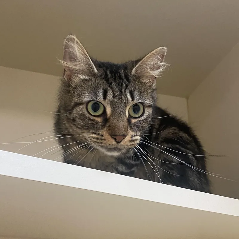 An adult medium-sized female Tabby (Buff / Tan / Fawn) Domestic Short Hair cat named Charlie for adoption in Elyria, OH