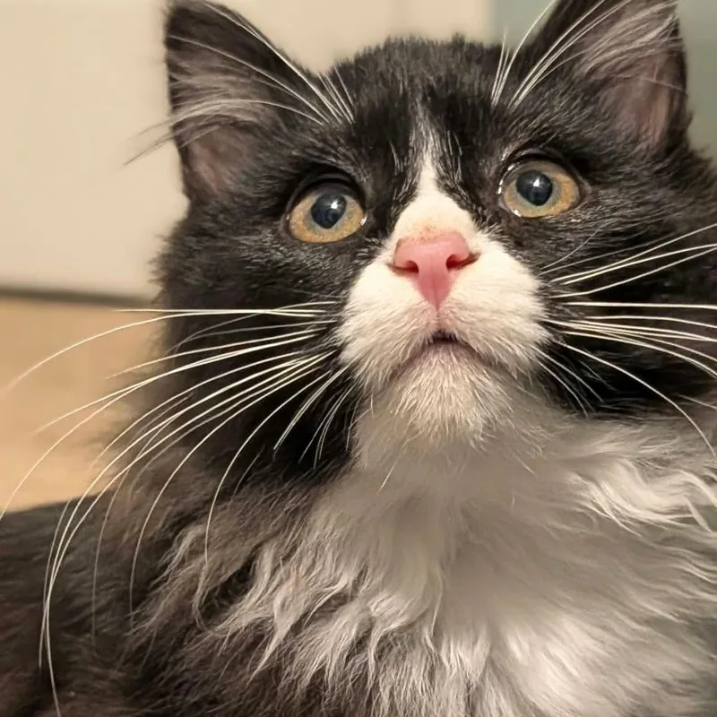 A baby medium-sized female Black & White / Tuxedo Domestic Long Hair cat named KoKo for adoption in East Lansing, MI