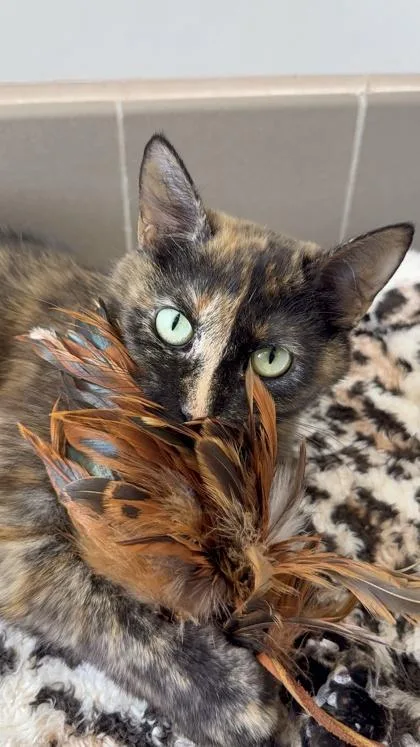An adult medium-sized female Domestic Short Hair cat named Sakura for adoption in Sultan, WA