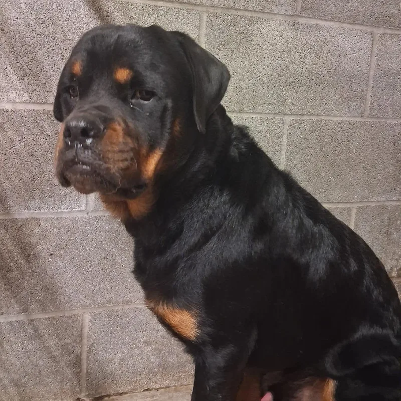 An adult large-sized male Black Mixed Breed dog named King Julian for adoption in Pauls Valley, OK