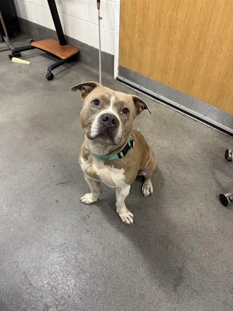 An adult large-sized male Pit Bull Terrier dog named School Boy for adoption in Upper Marlboro, MD