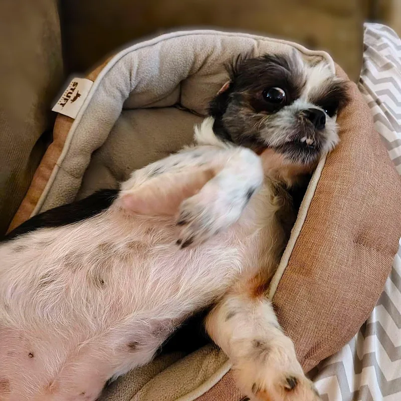 An adult small-sized male Black Shih Tzu dog named Lil Man for adoption in Burton, MI