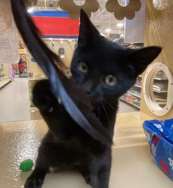 A baby medium-sized male Domestic Short Hair cat named Conjuror for adoption in Youngsville, NC