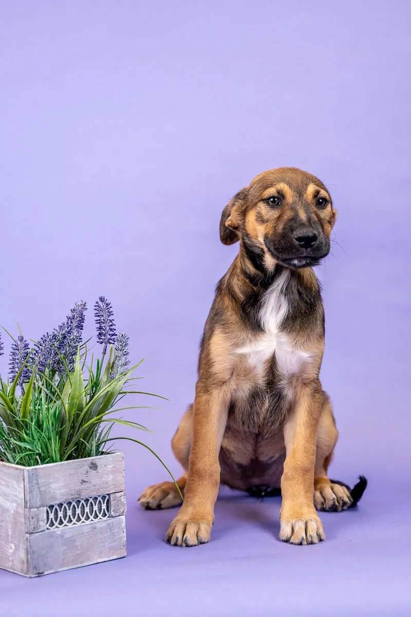 A baby medium-sized female Shepherd dog named 399-26 for adoption in Brighton, CO