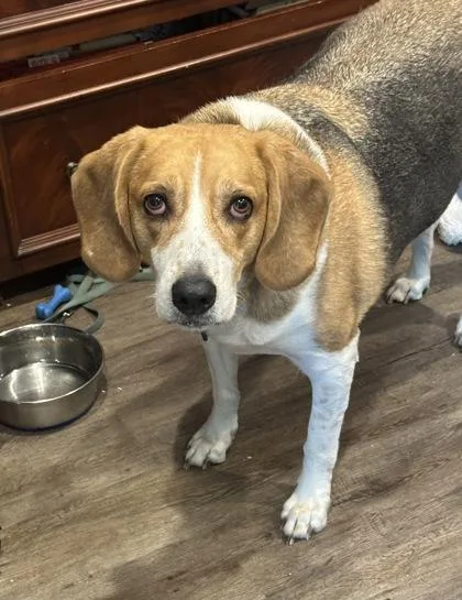 An adult large-sized male Beagle dog named Howie for adoption in Palm Coast, FL
