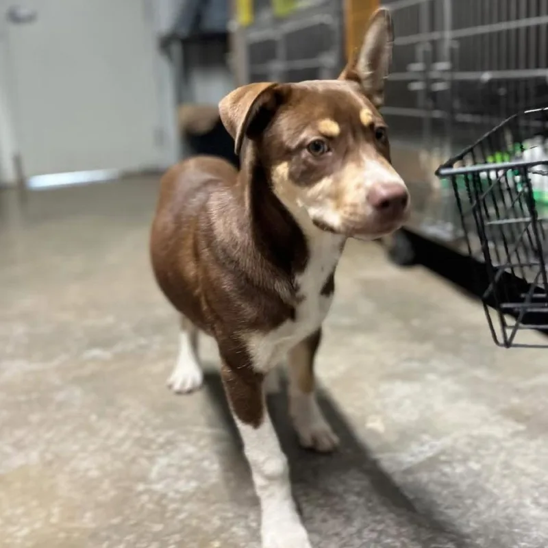 A baby medium-sized male Yellow / Tan / Blond / Fawn Mixed Breed dog named Twister for adoption in Pauls Valley, OK