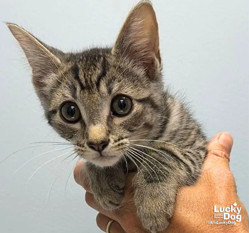 A baby medium-sized male Domestic Short Hair cat named Elm for adoption in Washington, DC
