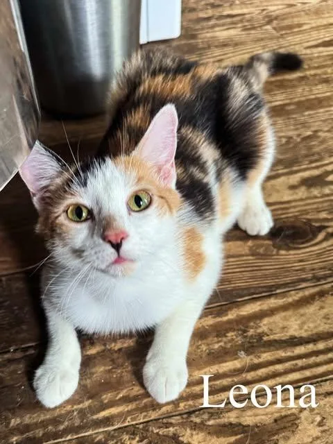 Leona