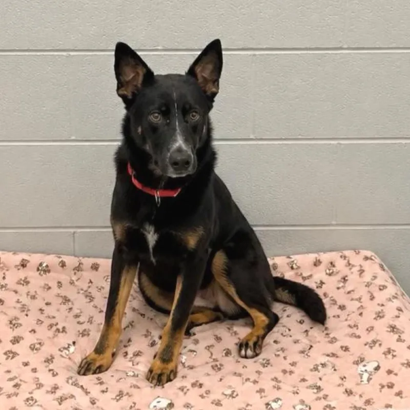 A young medium-sized male Black Mixed Breed dog named Choppy for adoption in Wheeling, IL