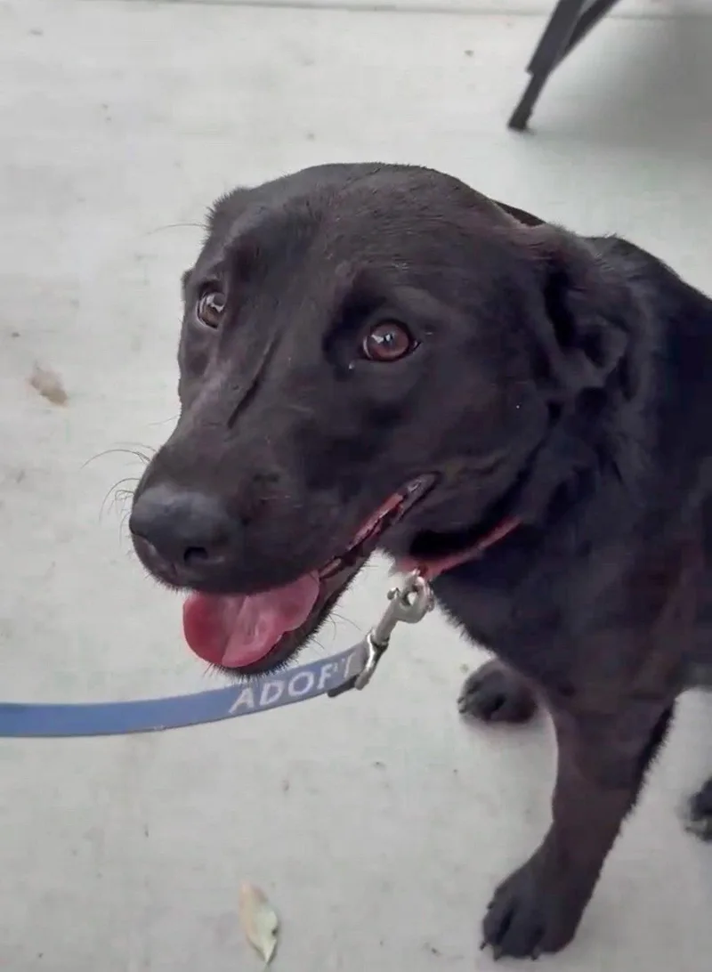 A young large-sized female Labrador Retriever dog named Penny for adoption in San Diego, CA