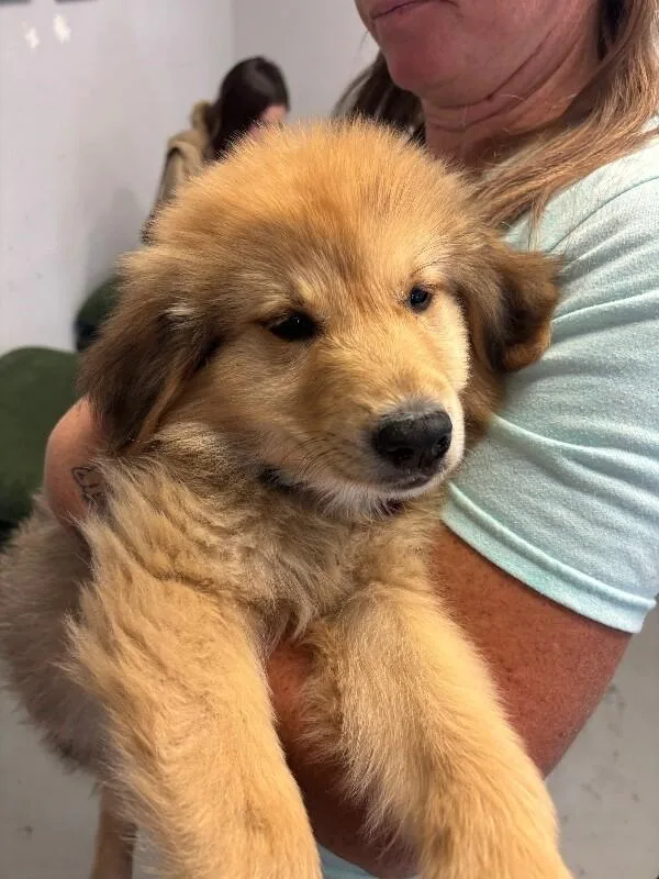 A baby large-sized female Great Pyrenees dog named Polar Bear for adoption in Van Nuys, CA