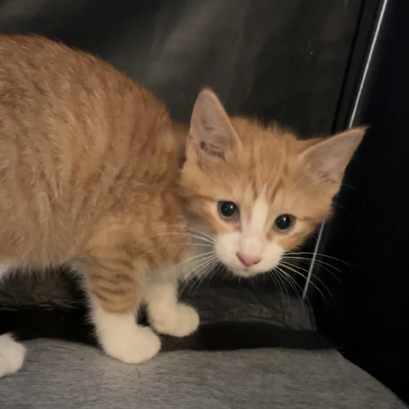 A baby small-sized male Orange / Red Domestic Short Hair cat named Aladdin for adoption in Edwards, IL