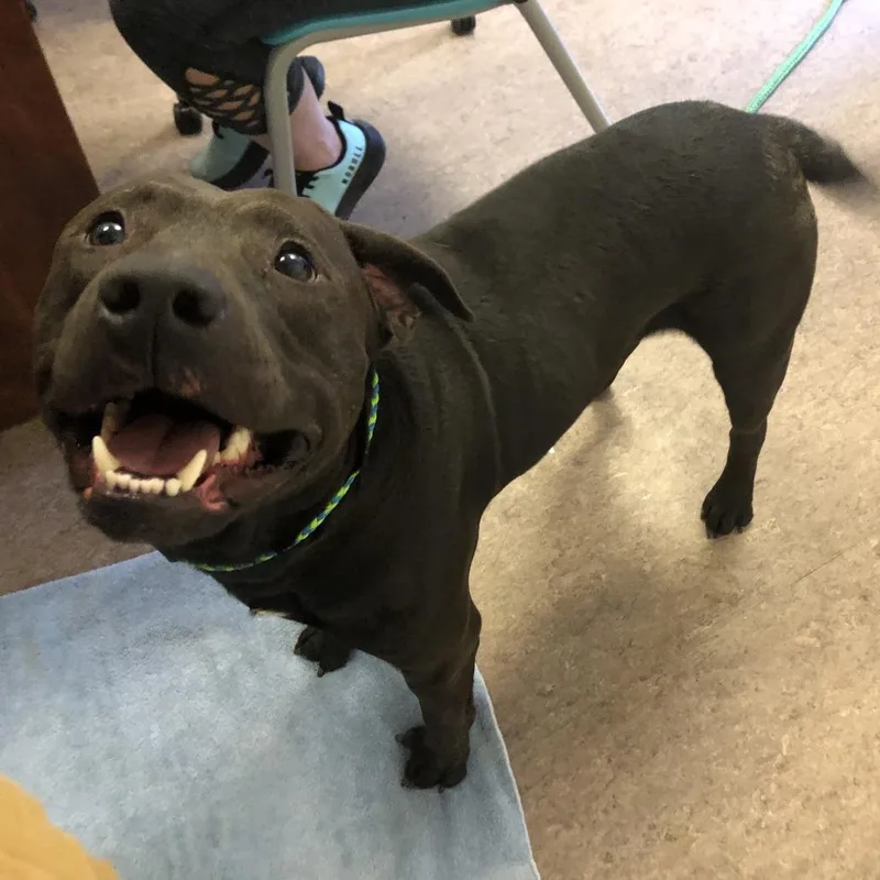 An adult large-sized male Brown / Chocolate Chocolate Labrador Retriever dog named Salami for adoption in Saint Louis, MO
