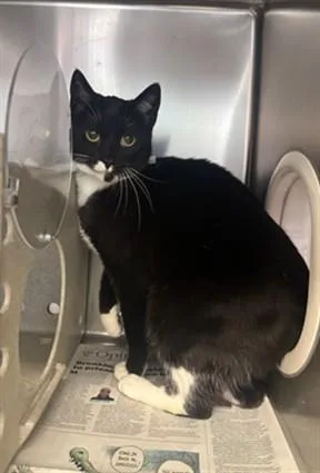 A young medium-sized female Domestic Short Hair cat named Stella for adoption in Lancaster, CA