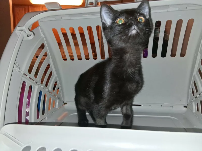 A baby medium-sized female Domestic Short Hair cat named Quincy for adoption in Denver, CO